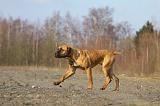 CANE CORSO 720